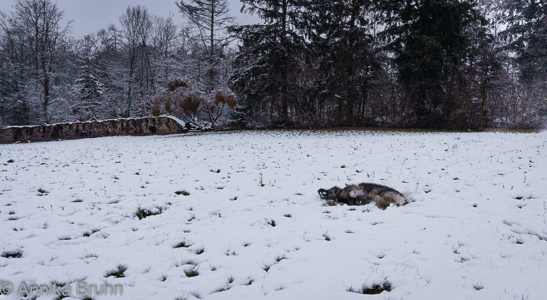 Q genießt den Schnee